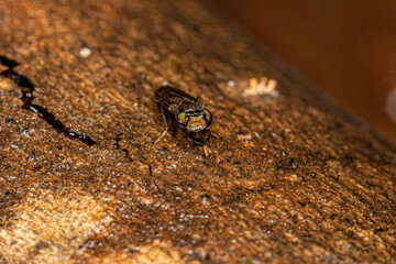 Adult Acalyptrate Fly