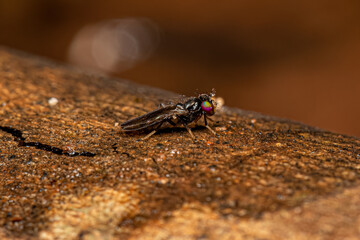 Adult Acalyptrate Fly