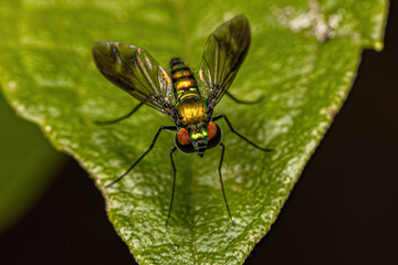 Adult Long-legged Fly
