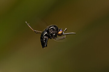 Adult Bee Fly