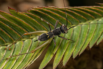 Small True Cricket