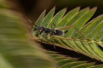 Small True Cricket