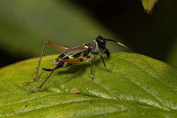 Small True Cricket