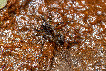 Small Wolf Spider