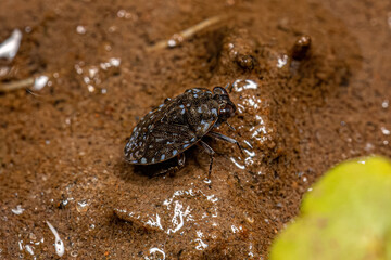 Small Velvety Shore Bug