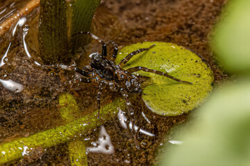 Small Wolf Spider