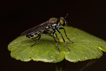 Adult Robber Fly