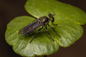 Adult Robber Fly
