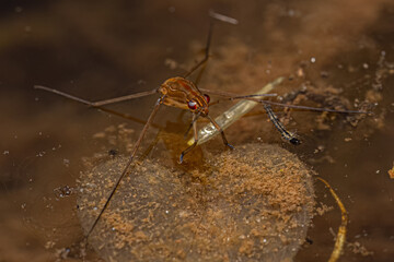 Striped Pond Skater Insect