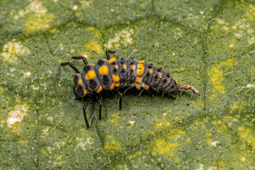 Spotless Lady Beetle Larva