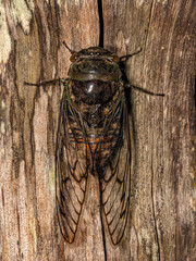 Adult Typical Cicada
