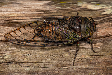 Adult Typical Cicada