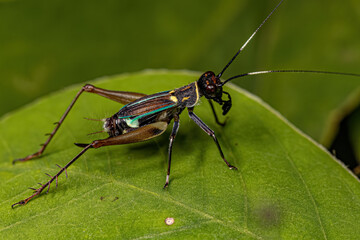 Small True Cricket