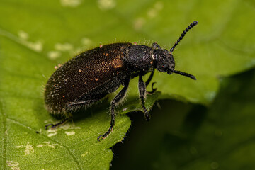 Adult Long-jointed Beetle