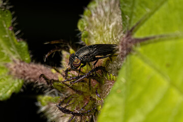 Adult Picture-winged Fly