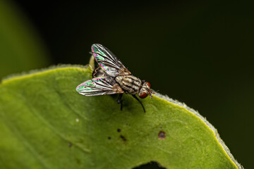 Adult Flesh Fly