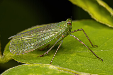 Adult Dictyopharid Planthopper Insect