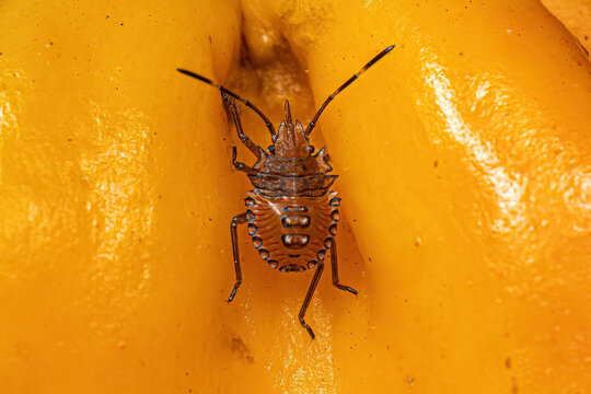 Stink bug nymph