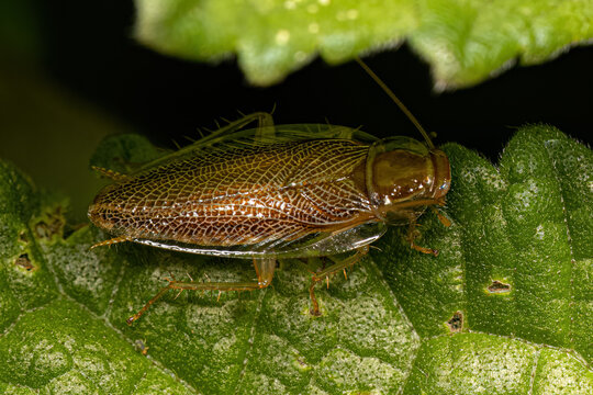 Adult Wood Cockroach