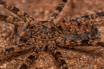Adult Wandering Spider