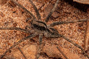 Small Wolf Spider