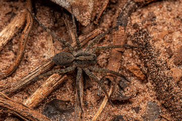 Small Wolf Spider