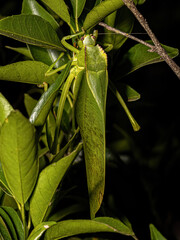 Adult Phaneropterine Katydid