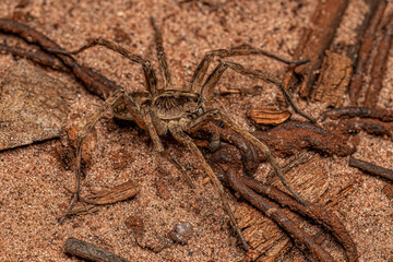 Small Wolf Spider