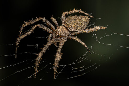 Small Orbweaver Spider