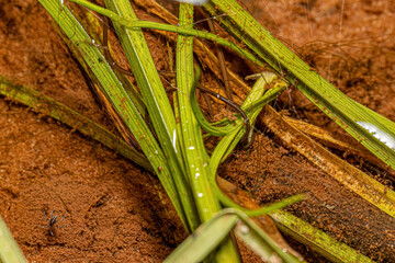 Small Horsehair Worm