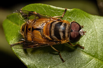 Adult Plushback Fly