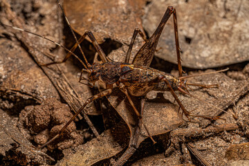 Small Spider Cricket
