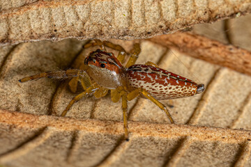 Male Jumping Spider