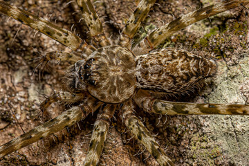 Small Trechaleid Spider