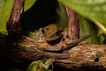 Snouted Tree Frog