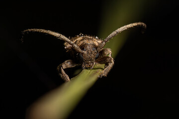 Adult Longhorn Beetle