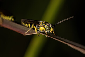 Adult New World Banded Thynnid Wasp