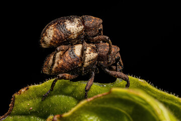 Adult True Weevil