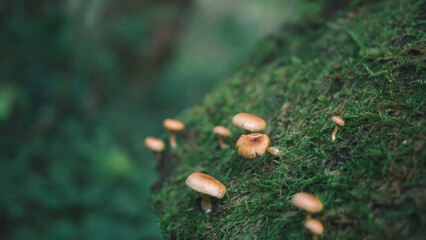 mushroom in the forest