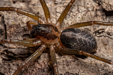 Small Corinnoid Spider