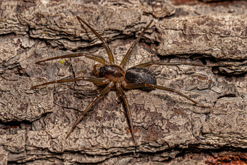 Small Corinnoid Spider