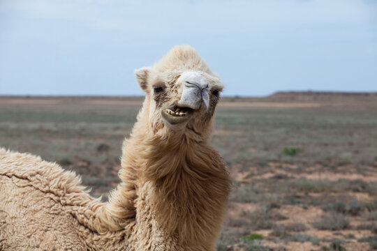 Bactrian camel in wild nature in desert. Kazakhstan.