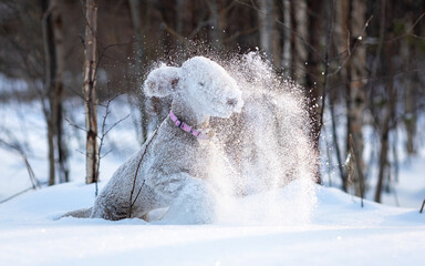 Portrait of a Bedlington Terrier amusingly jumping over snowdrifts