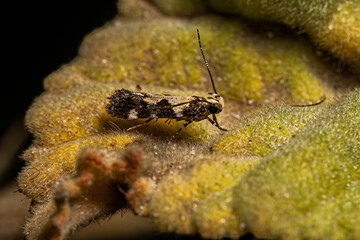 Adult Twirler Moth