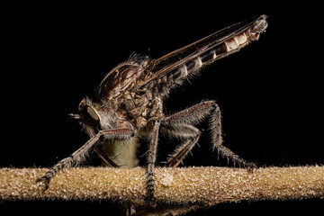 Adult Robber Fly