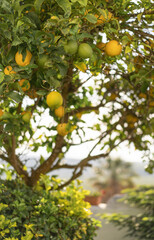 Lemon tree in the sun in the city of Obidos in Portugal