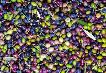Green and black olives with leaves texture background, italian harvest