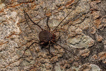 Adult Gonyleptid Harvestmen