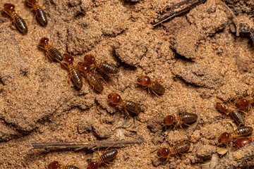 Adult Jawsnouted Termites