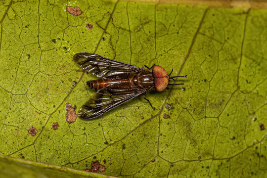 Adult Horse Fly Insect